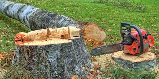 Best Tree Cabling and Bracing  in Aiken, SC