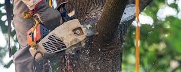 Best Tree Preservation Services  in Aiken, SC