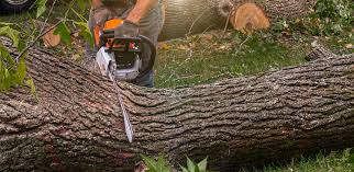 Best Tree and Shrub Care  in Aiken, SC