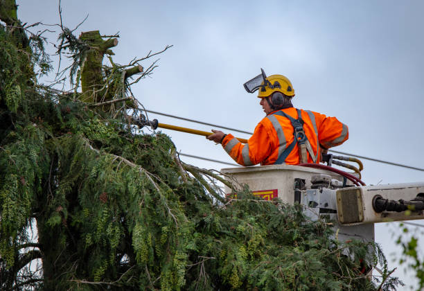 Trusted Aiken, SC Tree Care Experts