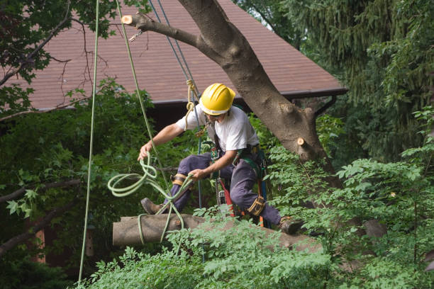 Best Tree Trimming and Pruning  in Aiken, SC